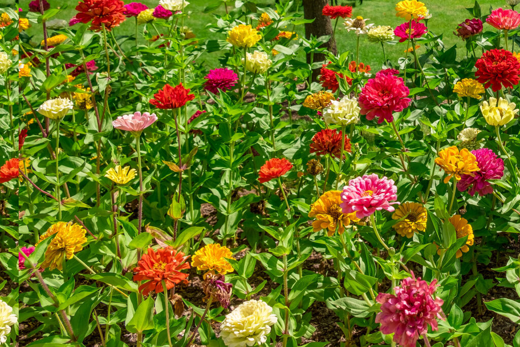 A vibrant garden filled with various colorful flowers, including pink, red, orange, and yellow blooms among green leaves.