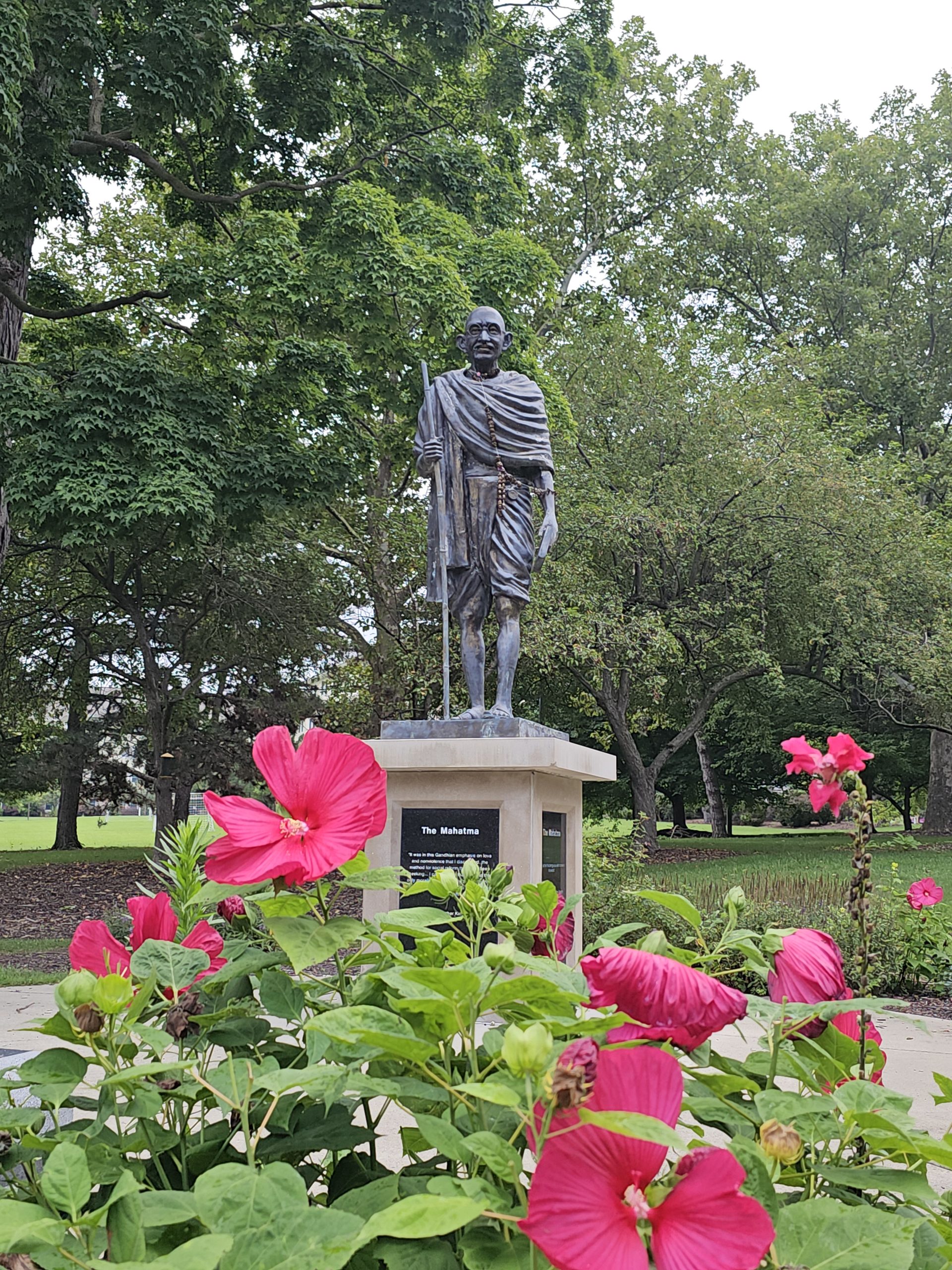 The Mahatma statue on the UM-Flint campus, framed by bright pink hibiscus flowers.
