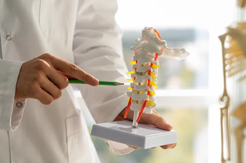 A person in a lab coat holds a model of a spine, pointing at it with a green pencil in a well-lit room.