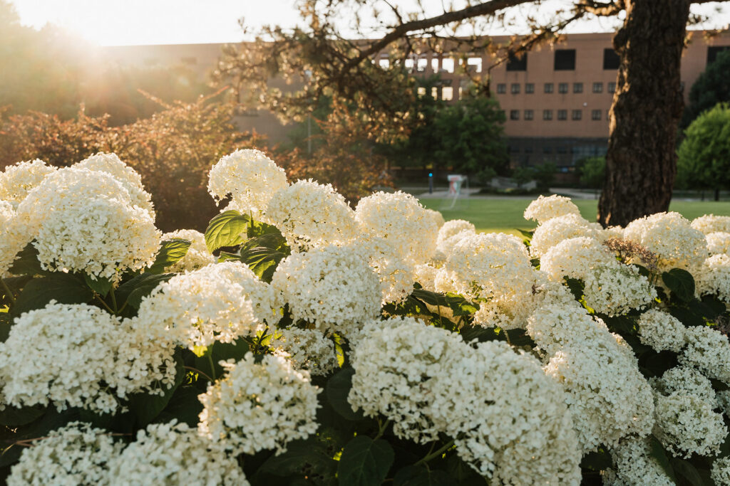 A close-up of white hydrangea flowers in sunlight, with a blurred building and trees in the background.