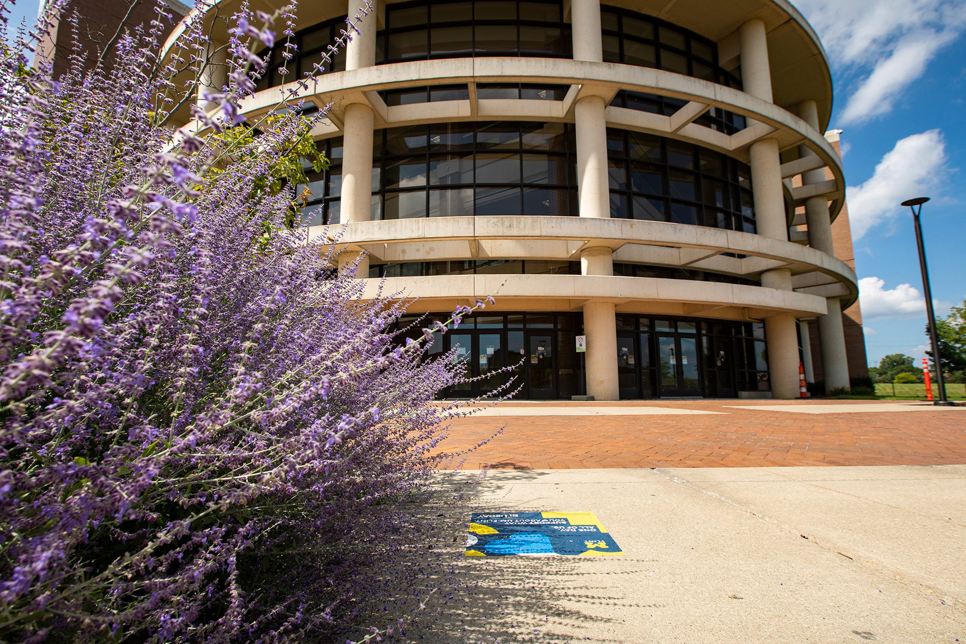 A close-up of purple flowering plants in front of a modern building with large glass doors and a clear blue sky.